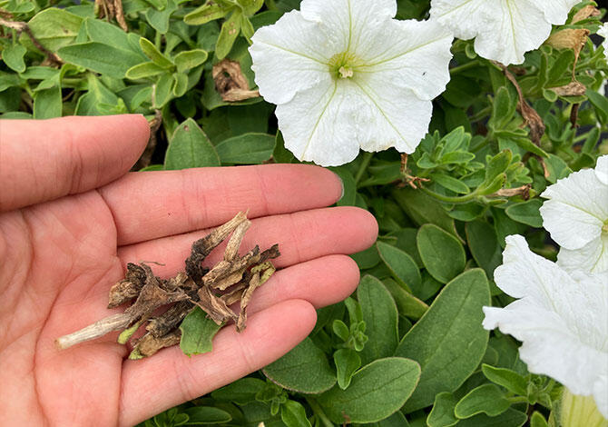 花がらを取り除いた画像