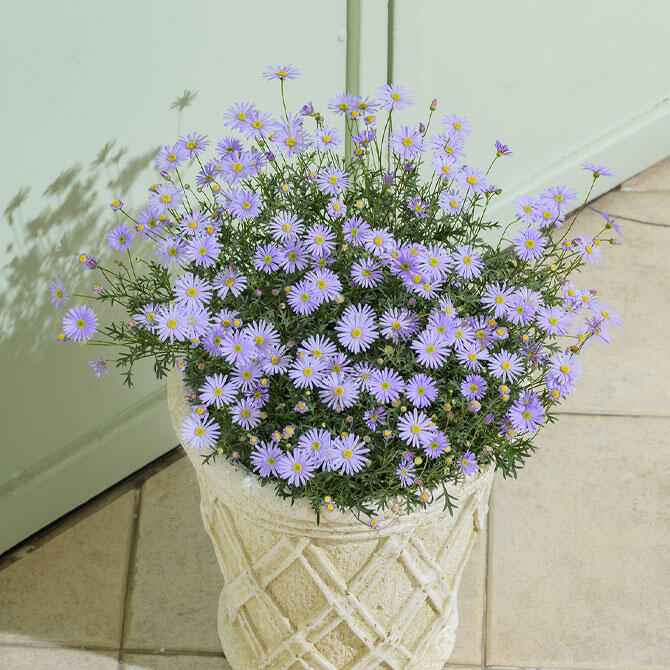 楽星空マムブルー