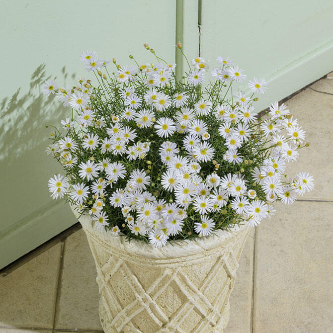 楽星空マムホワイト