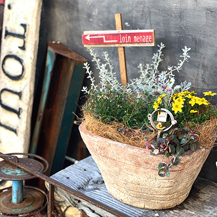 今が植え時！育てやすい花7選