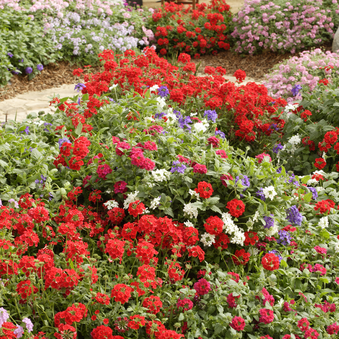 地植えガーデニング2