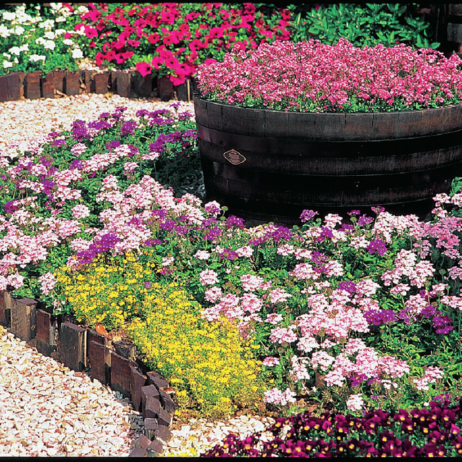 地植えガーデニング3