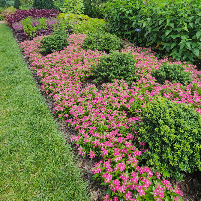 地植えガーデニング4