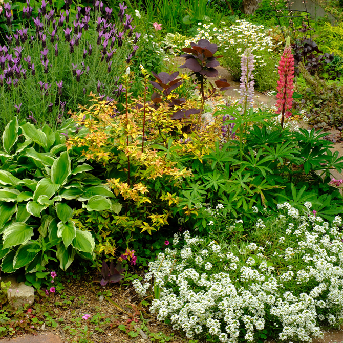 地植えガーデニング6