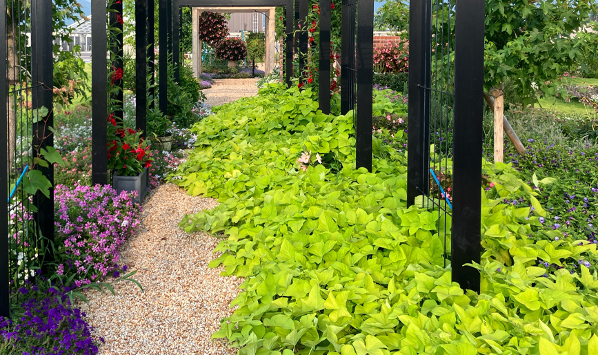 地植え ガーデニング