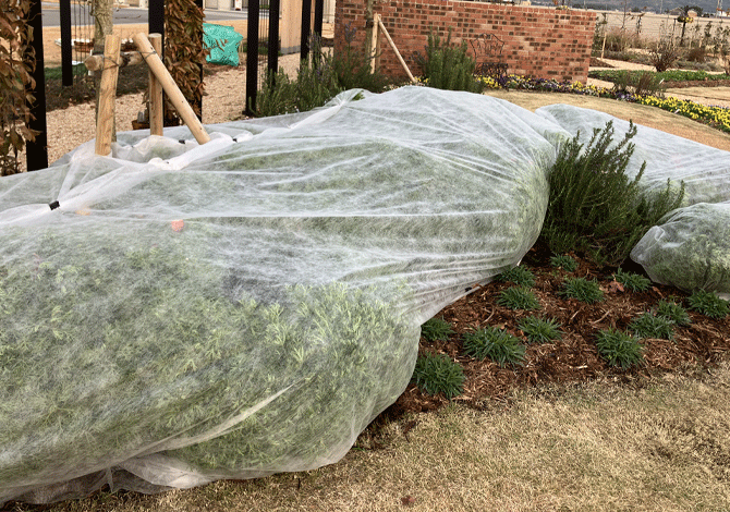 地植え不織布の様子