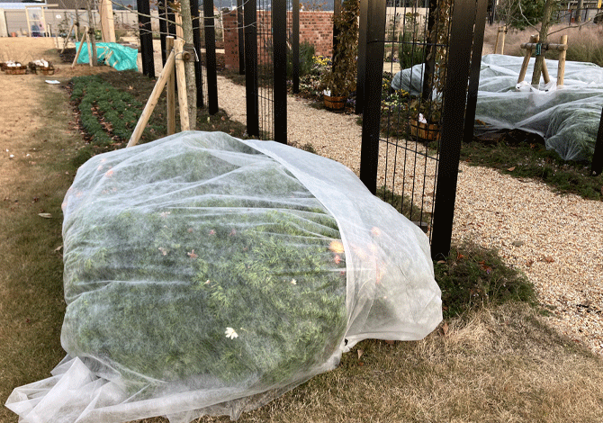 地植え不織布の様子