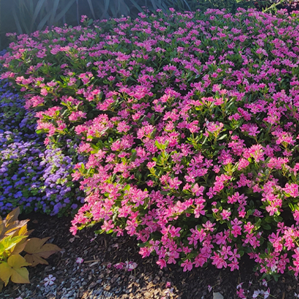花・植物の水のあげ方