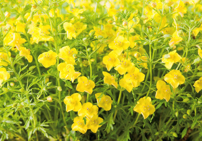 リトルチュチュアップ