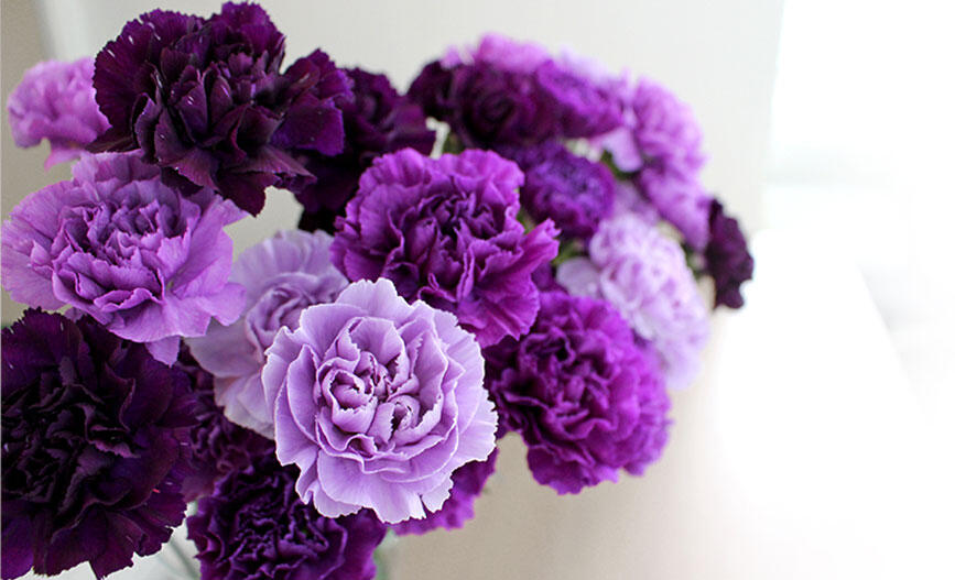 「青いカーネーション」ムーンダスト