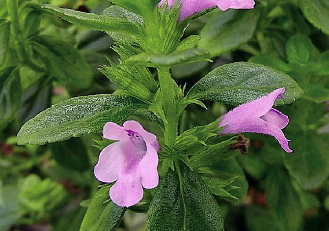 ミンティアアップ