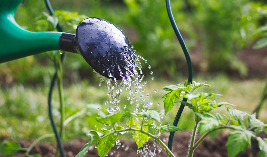 土が乾いた状態