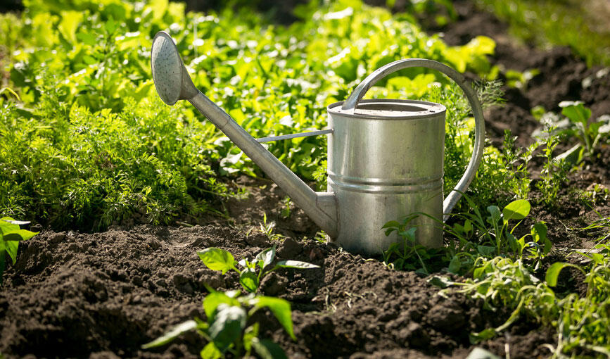 土が乾いた状態