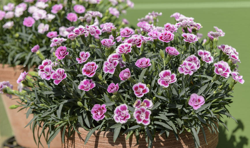 地植え　ガーデニング