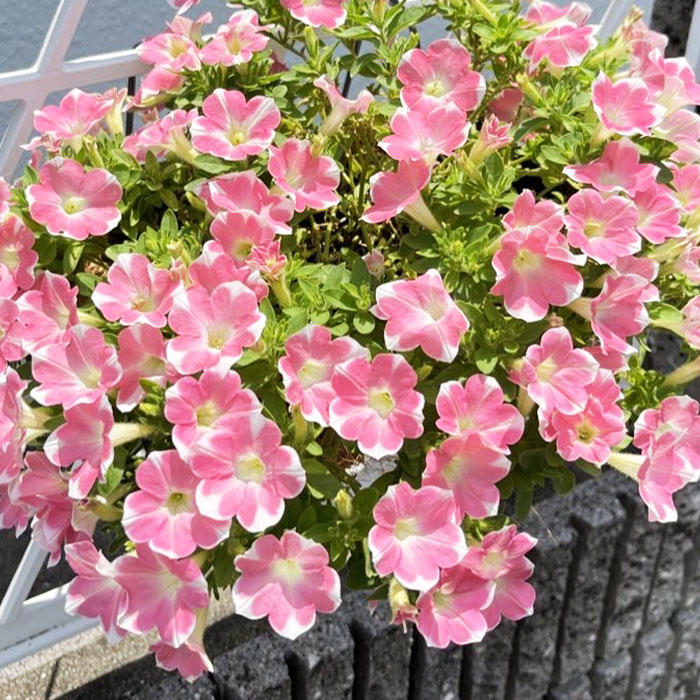 ももいろハートみんなのギャラリー