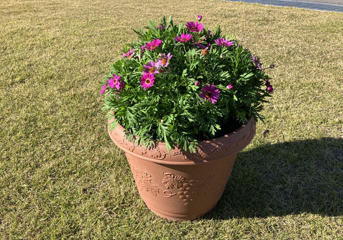 ボンザマーガレット切り戻し後