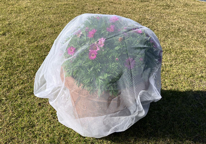 ボンザマーガレットネットを被せた状態