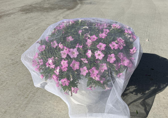 サフィニアネットを被せる