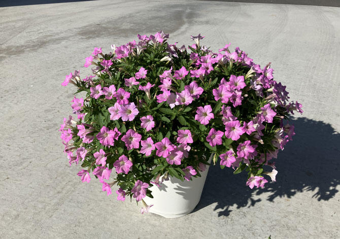 サフィニア冬越し準備