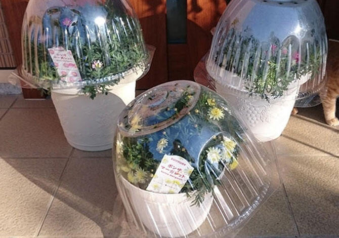 ボンザマーガレットキャップカバーを被せた状態