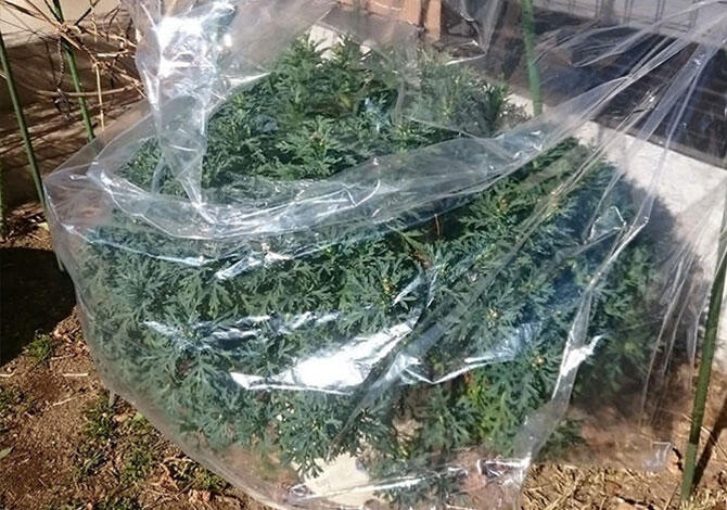 ボンザマーガレット袋を被せた状態