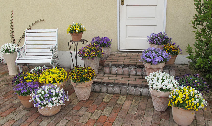 フィオリーナ色々なプランターで集合した画像