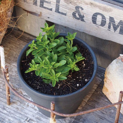 おしゃれなガーデンを作るアイデアと実例｜初心者でもできる庭づくり