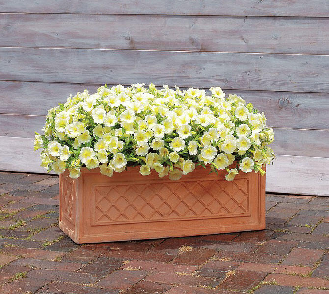 テラコッタの横長プランター