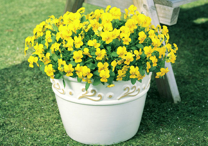 デザイン性のあるプランター