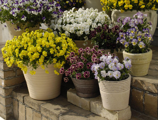 玄関のガーデニングアイデア