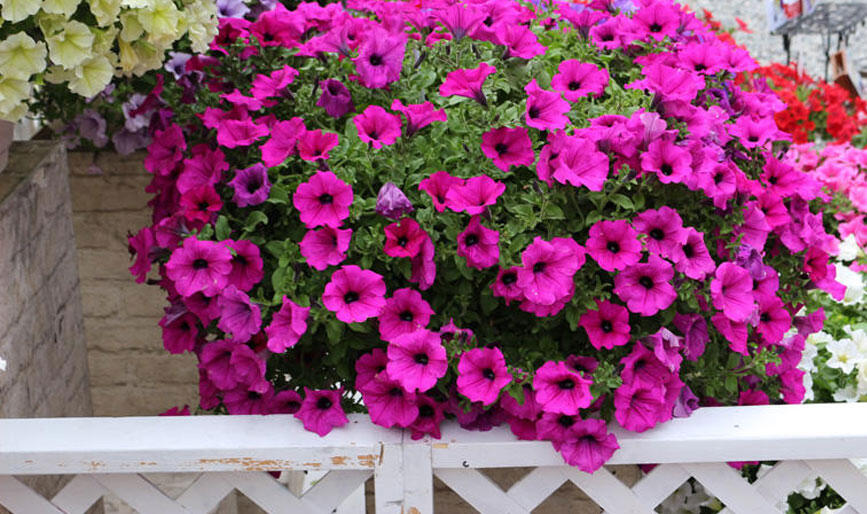 地植え　ガーデニング