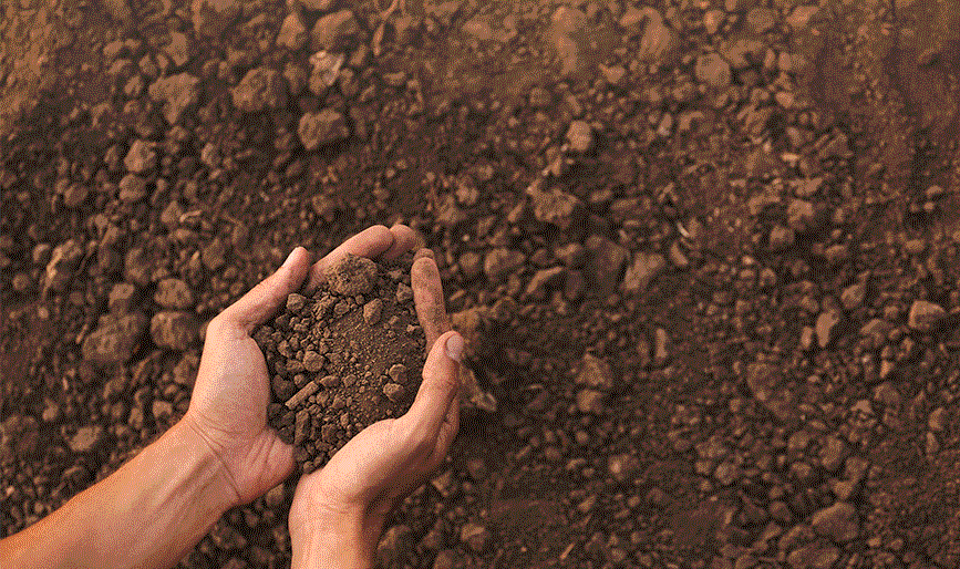 梅雨時のお手入れ | 花・ガーデニングの梅雨越しや長雨の対策など