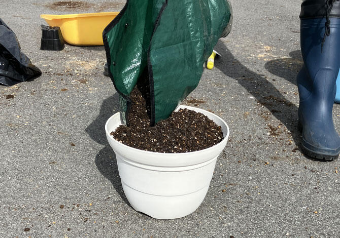 鉢に熱消毒した土を入れる