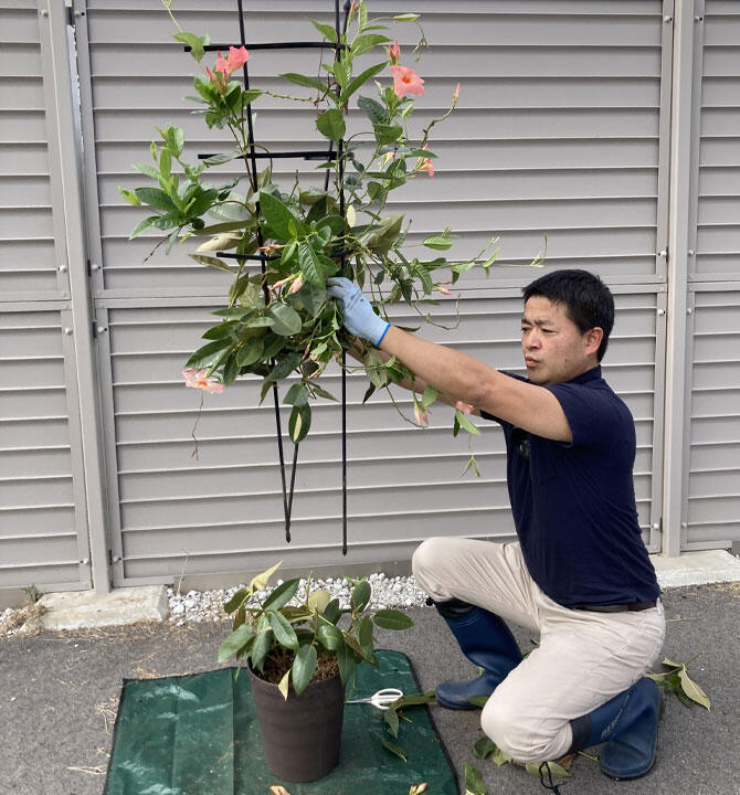 サンパラソル切り戻し前