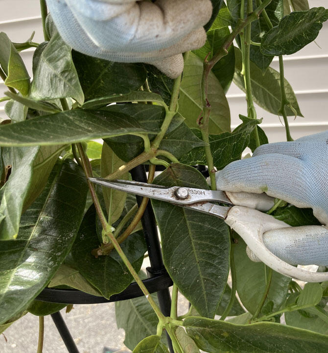 サンパラソル切り戻し