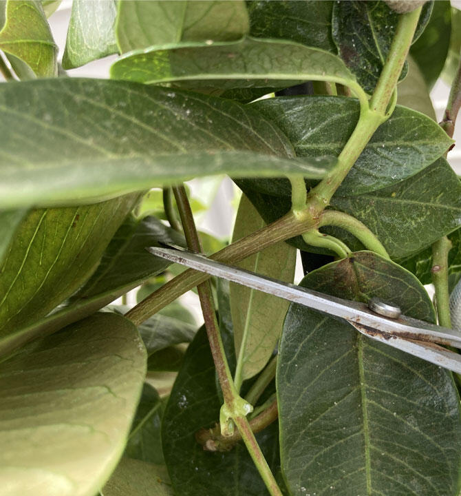 サンパラソル切り戻し