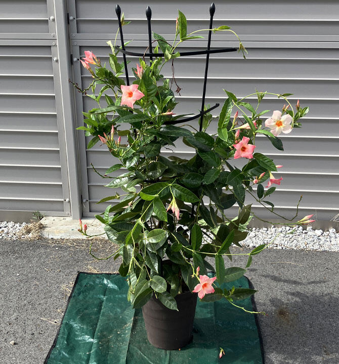 サンパラソル切り戻し前