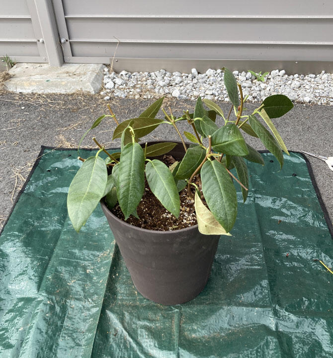 サンパラソル切り戻し後