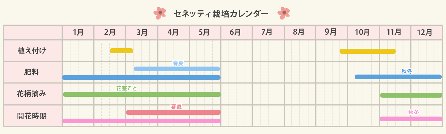 サイネリアの栽培カレンダー