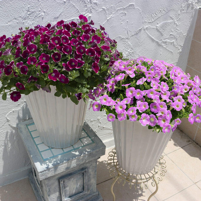 サフィニアアート