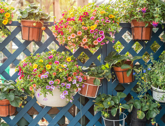 フェンスにハンギング