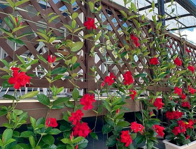 フェンスに絡ませてるサンパラソル