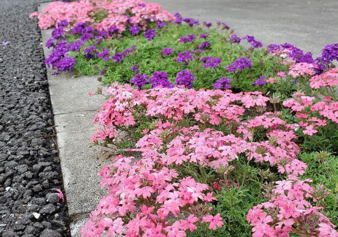 地植え不織布の様子