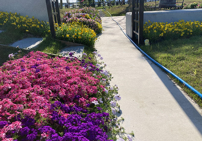 地植え不織布の様子