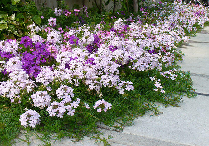 地植え不織布の様子