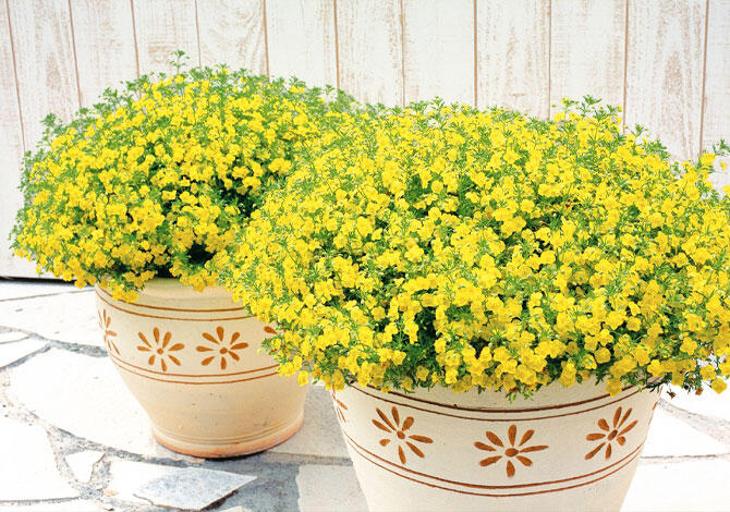 リトルチュチュ