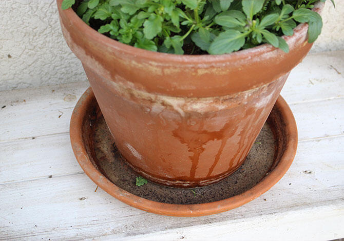 鉢皿に水をなくした画像