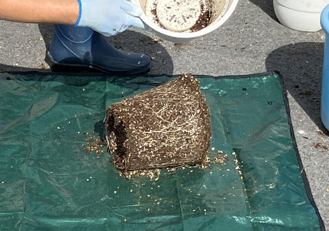 玄関のガーデニングアイデア