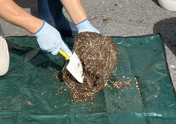 古い土と傷んだ根をほぐす