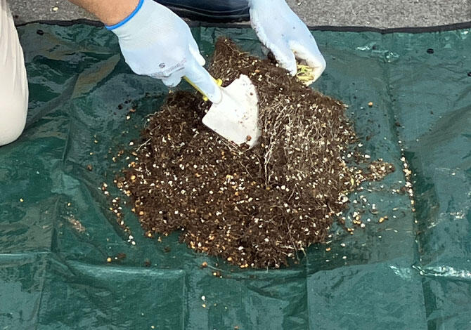 古い土と傷んだ根を取り除く